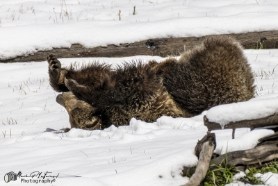 Snow`s Cub Playing May 2025